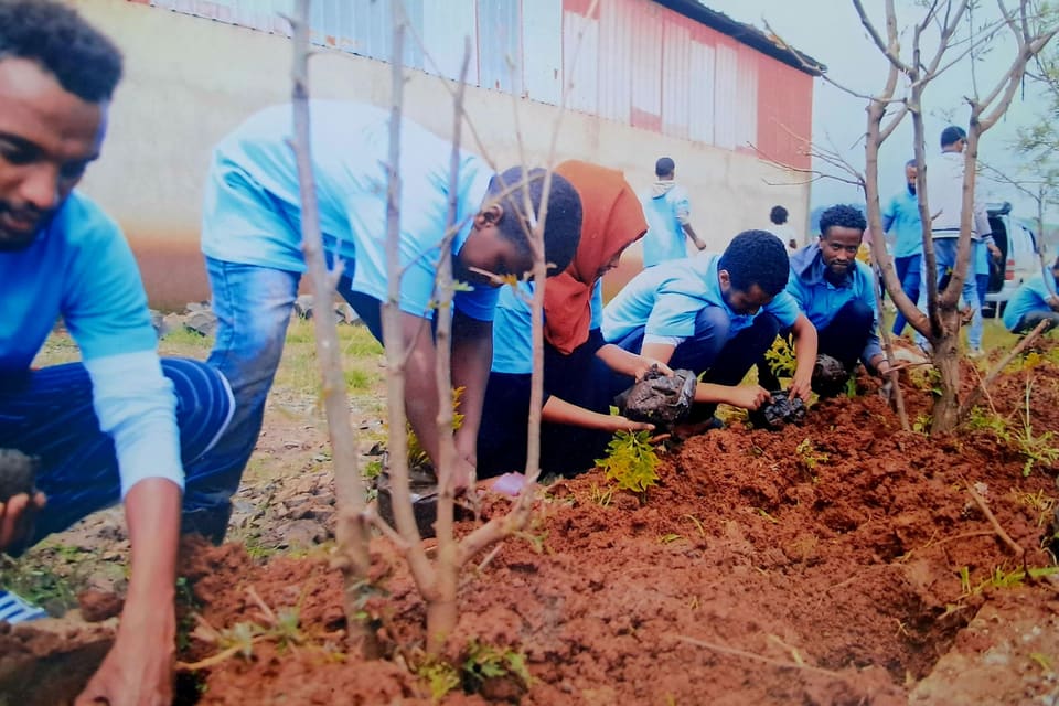Colas staff kneeling along a line of turned earth, planting seedlings.